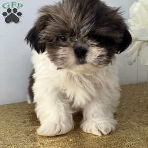 Chino, Shih Tzu Puppy